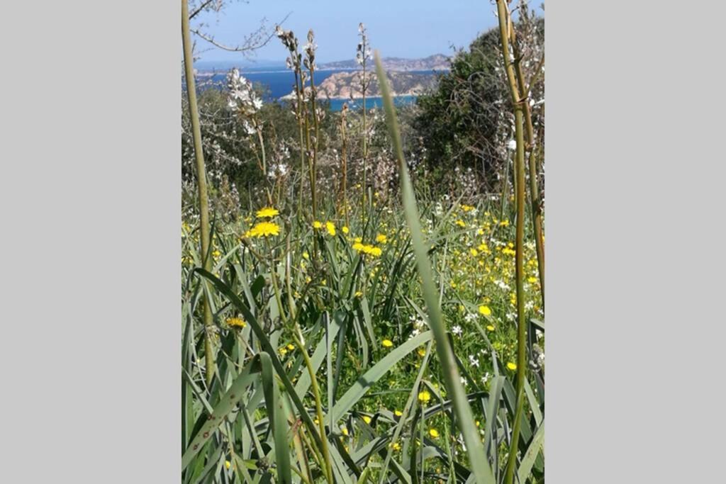 Tenute Bandera - Stazzubandera Aglientu Εξωτερικό φωτογραφία